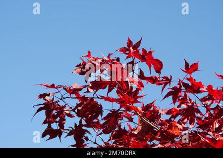 Fogliame autunnale di acero giapponese acer palmatum ambra fantasma nel giardino del Regno Unito ottobre Foto Stock