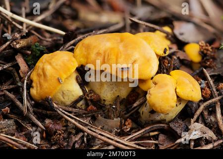 Funghi porcini commestibili arancioni luminosi che crescono sul terreno in una pineta Foto Stock