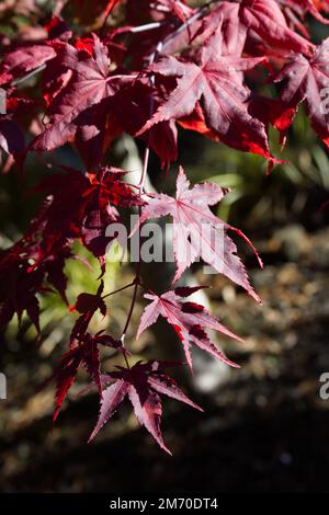 Fogliame autunnale di acero giapponese acer palmatum ambra fantasma nel giardino del Regno Unito ottobre Foto Stock