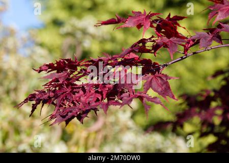 Fogliame autunnale di acero giapponese acer palmatum ambra fantasma nel giardino del Regno Unito ottobre Foto Stock
