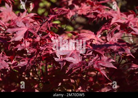 Fogliame autunnale di acero giapponese acer palmatum ambra fantasma nel giardino del Regno Unito ottobre Foto Stock