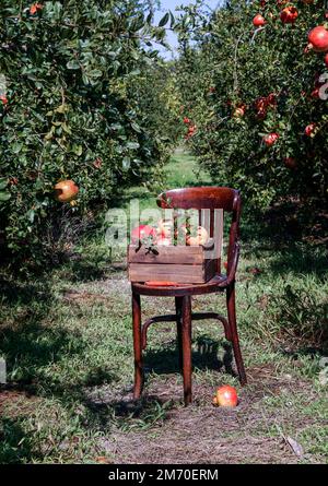 Melograni maturi in una scatola di legno su una vecchia sedia in giardino. Stagione di melograno. Spagna, luce del sole, bio-frutta Foto Stock