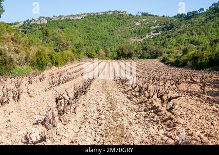 Campo di vigna senza foglie, Garraf, Catalogna, Spagna Foto Stock