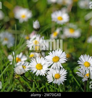 Daisies, Bellis perennis, in un primo piano Foto Stock