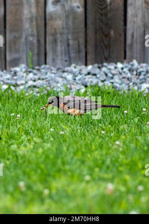 Un colpo verticale del robin americano (Turdus migratorius) sull'erba verde che tiene un verme nel suo becco nel giardino Foto Stock