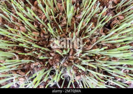 Erba di gatto (Cyperus zumula), primo piano. Cibo sano per i gatti. Foto Stock