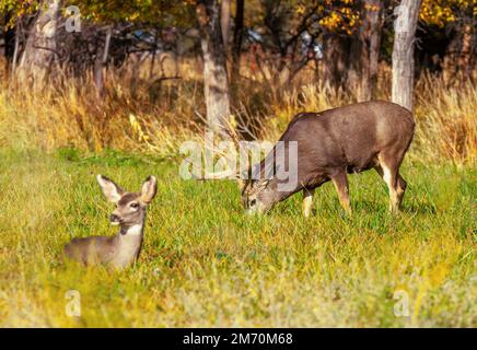 Un grande buk Mule Deer pascolo in un campo urbano a Canon City, Colorado. Foto Stock