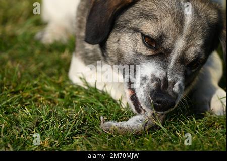 Cane che masticava un topo catturato in cortile mostrando istinti di caccia Foto Stock