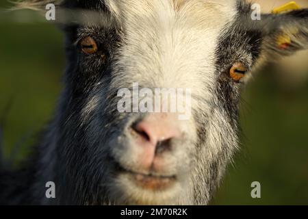 Capra olandese Landrace femmina guarda curiosamente nella fotocamera. La recinzione tra è sfocata Foto Stock