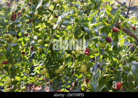 Ramo con frutti di jujuba, frutti mediterranei, Ziziphus jujuba, chiamato data cinese o data rossa, essiccato e danneggiato Foto Stock