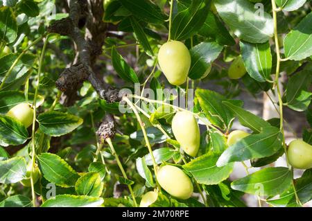 Ramo con frutti di jujuba, frutti mediterranei, Ziziphus jujuba, chiamato data cinese o data rossa Foto Stock