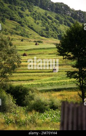 Pile di fieno nel paesaggio nella contea di Mures, Romania, circa 2001 Foto Stock