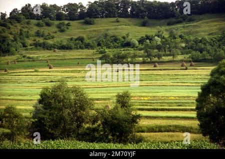 Pile di fieno nel paesaggio nella contea di Mures, Romania, circa 2001 Foto Stock