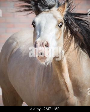 Divertente ritratto di pony gallese dun con grandi occhi espressivi Foto Stock