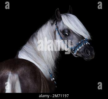 Pony americano Shetland nero-argento. Primo piano verticale su sfondo nero. Foto Stock