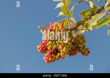 pepertree brasiliano (Schinus terebintifolia), frutteto, Marocco Foto Stock