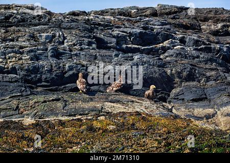 Aquila dalla coda bianca (Haliaeetus albicilla) con giovani uccelli su una roccia nella riserva naturale, l'isola degli uccelli Bleiksoya, Bleik, Andoya, Vesteralen Foto Stock