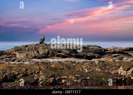 Aquila dalla coda bianca (Haliaeetus albicilla) su una roccia nella riserva naturale, isola degli uccelli di Bleiksoya, crepuscolo, Bleik, Andoya, Vesteralen, Nord Foto Stock