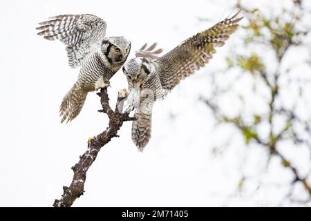 Falco boreale (Surnia ulula), coppia di riproduzione adulta che consegna preda, Varanger, Finnmark, Norvegia Foto Stock