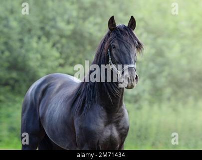 Primo piano ritratto di cavallo spagnolo nero su sfondo naturale sfocato. Foto Stock