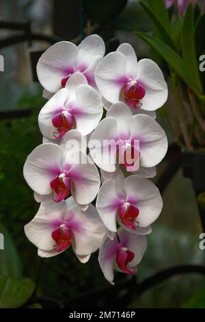 orchidea spray, 8 fiori bianchi, centri di colore rosa, sfondo scuro, natura, coltivato, primo piano Foto Stock