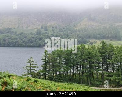 Uno splendido scenario di pini che crescono vicino ad un fiume e circondato dalla natura con una nebbia Foto Stock