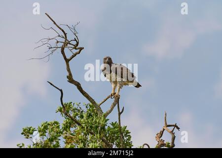 Martial Eagle (polemaetus bellicosus), adulto in piedi sul ramo, Masai Mara National Reserve, Kenya Foto Stock