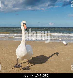 Un cigno sulla spiaggia della costa del Mar Baltico polacco vicino a Swinoujscie con gabbiani sullo sfondo Foto Stock