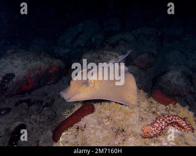 Raggio di aquila comune (Myliobatis aquila) di notte. Sito di immersione El Cabron Marine Reserve, Arinaga, Gran Canaria, Spagna, Oceano Atlantico Foto Stock