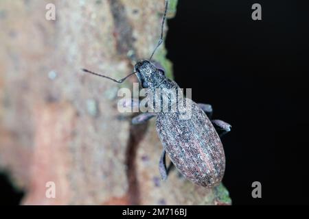 Beetle Pine Grey Weevil (Brachyderes incanus) Coleoptera, Curculionidae. Foto Stock