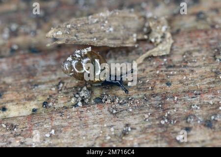 Una piccola lumaca siede su una roccia bagnata. Foto Stock