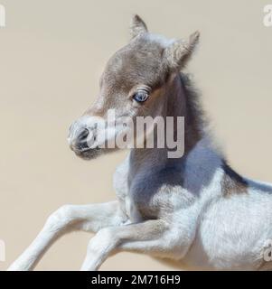Pinto nuovo nemico nato in movimento. Cavallo americano in miniatura. Composizione quadrata. Foto Stock