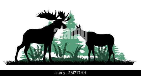 Alce maschio con corna grande e con mucca di alce femmina. Immagine della silhouette. Glade in foresta di conifere. Fitti di felce nella foresta settentrionale. Animali in Illustrazione Vettoriale