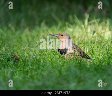 Un primo piano di un uccello di flicker settentrionale arroccato su un campo erboso Foto Stock