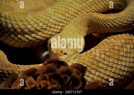 Western Diamond-backed Rattlesnake (Crotalus atrox) Foto Stock