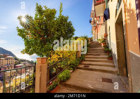 Case di appartamenti colorate a Riomaggiore, Italia. Cinque Terre Foto Stock