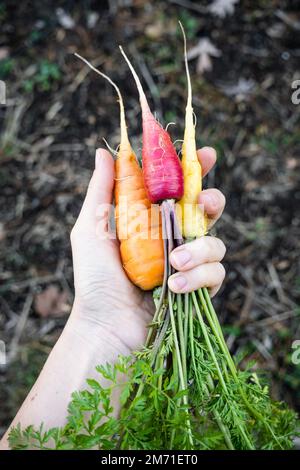 Mano che tiene 3 carote arcobaleno colorate nel giardino dopo la raccolta e il lavaggio delle carote. Foto Stock