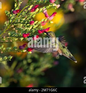 Hummingbird sorseggiando nettare da una pianta chiamata Scrophularia macrantha o 'Uccelli rossi in un albero' considerato un magnete hummingbird. Foto Stock