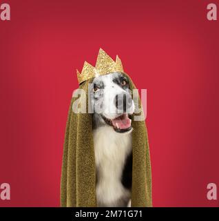 Confine collie cane vestito come un re che celebra carnevale, Hallowen o tre saggi di Oriente. Isolato su sfondo rosso Foto Stock