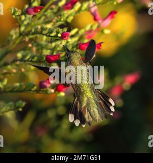 Una femmina di Hummingbird dalla coda larga sparge le sue piume di coda mentre si trova intorno ad una pianta chiamata Scrophularia macrantha o "Uccelli rossi in un albero". Foto Stock