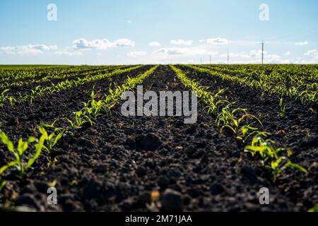 File di giovani piantine di mais che crescono su campo. Scena agricola con germogli di mais nel suolo. Stelo di mais dolce biologico su campo agricolo. Foto Stock