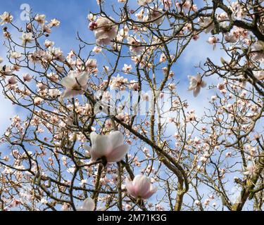 Albero in fiore sullo sfondo di un cielo blu. Nei giardini del campus della Falmouth University. Foto Stock