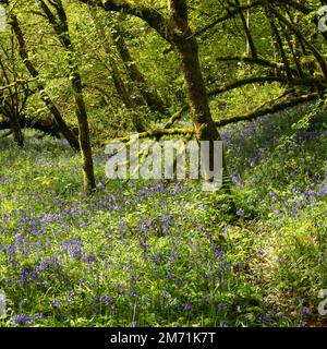 Alberi di muschio e bluebells a Cardinham Forest, Cornovaglia, Regno Unito. Foto Stock