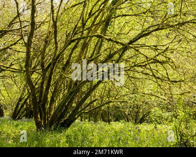 Alberi di muschio e bluebells a Cardinham Forest, Cornovaglia, Regno Unito. Foto Stock