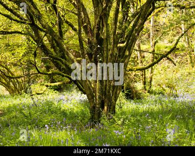 Alberi di muschio e bluebells a Cardinham Forest, Cornovaglia, Regno Unito. Foto Stock