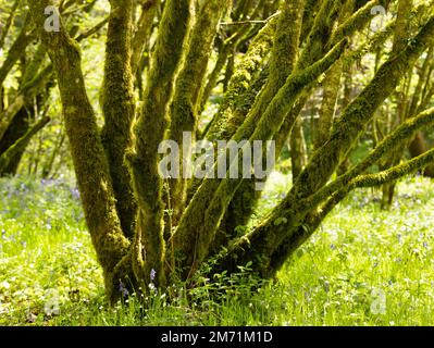 Alberi di muschio e bluebells a Cardinham Forest, Cornovaglia, Regno Unito. Foto Stock