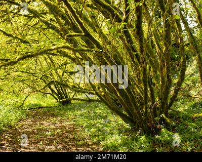 Alberi di muschio e bluebells a Cardinham Forest, Cornovaglia, Regno Unito. Foto Stock