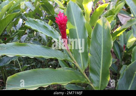 Piante naturali di Hawaii e Maui Foto Stock