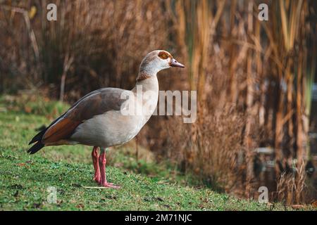 Ritratto di bella oca nilo divertente in piedi vicino al lago Foto Stock