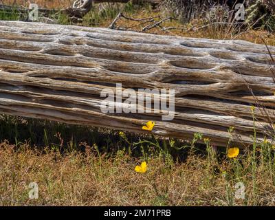 I papaveri della California fioriscono con lo scheletro del saguaro morto, il McDowell Mountain Regional Park, Fountain Hills, Arizona. Foto Stock